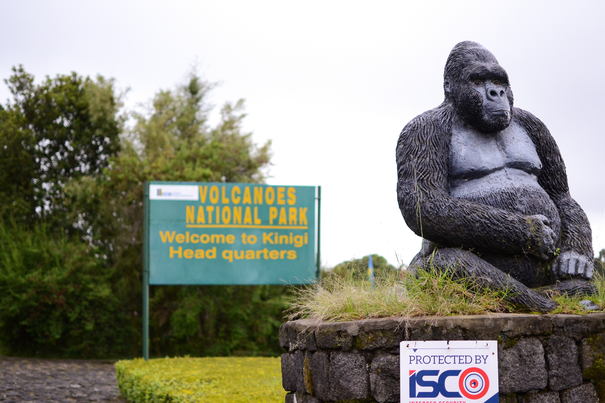 Gorilla Trekking in Volcanoes National Park, Rwanda