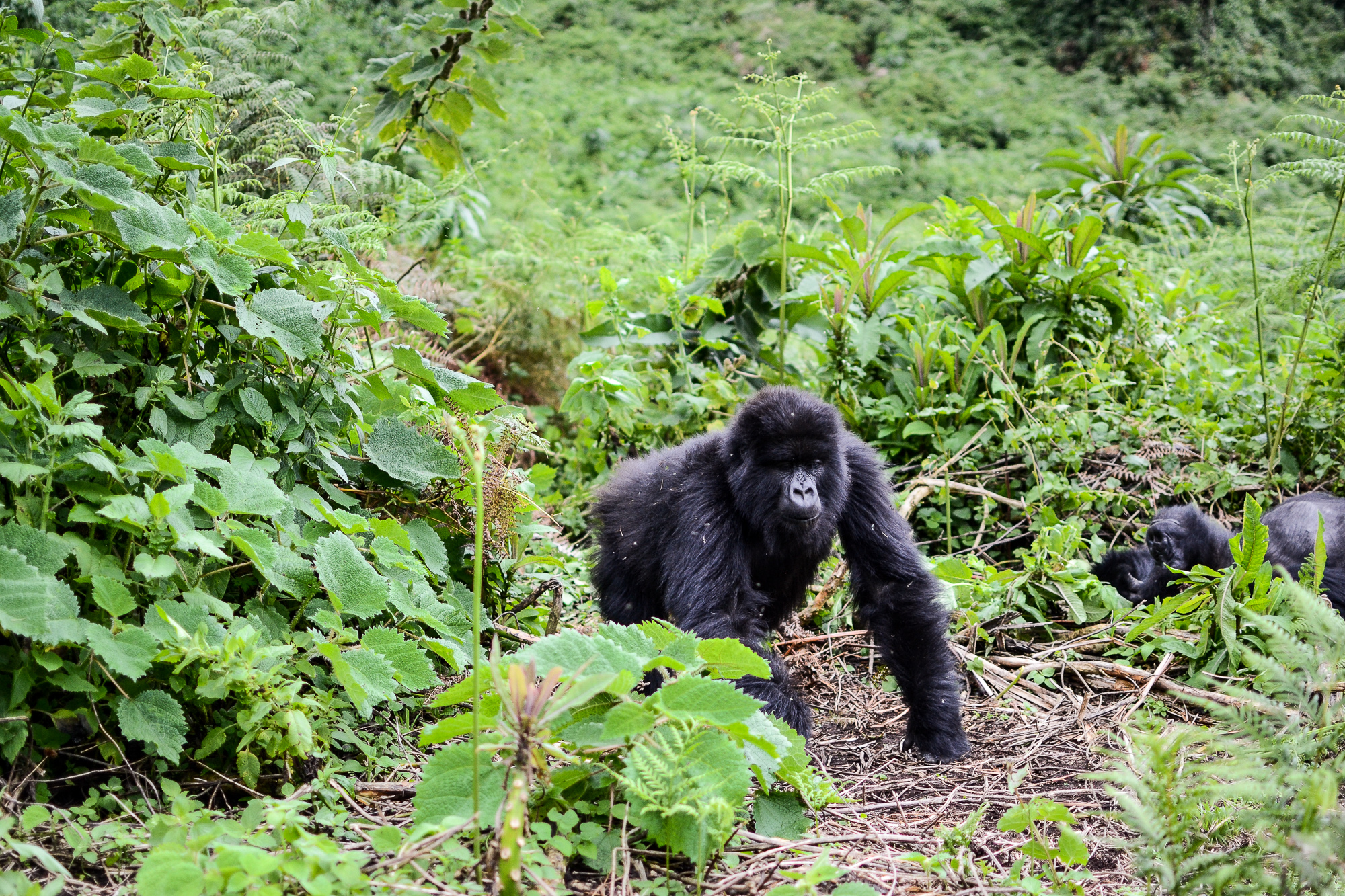 Gorilla Trekking in Volcanoes National Park, Rwanda