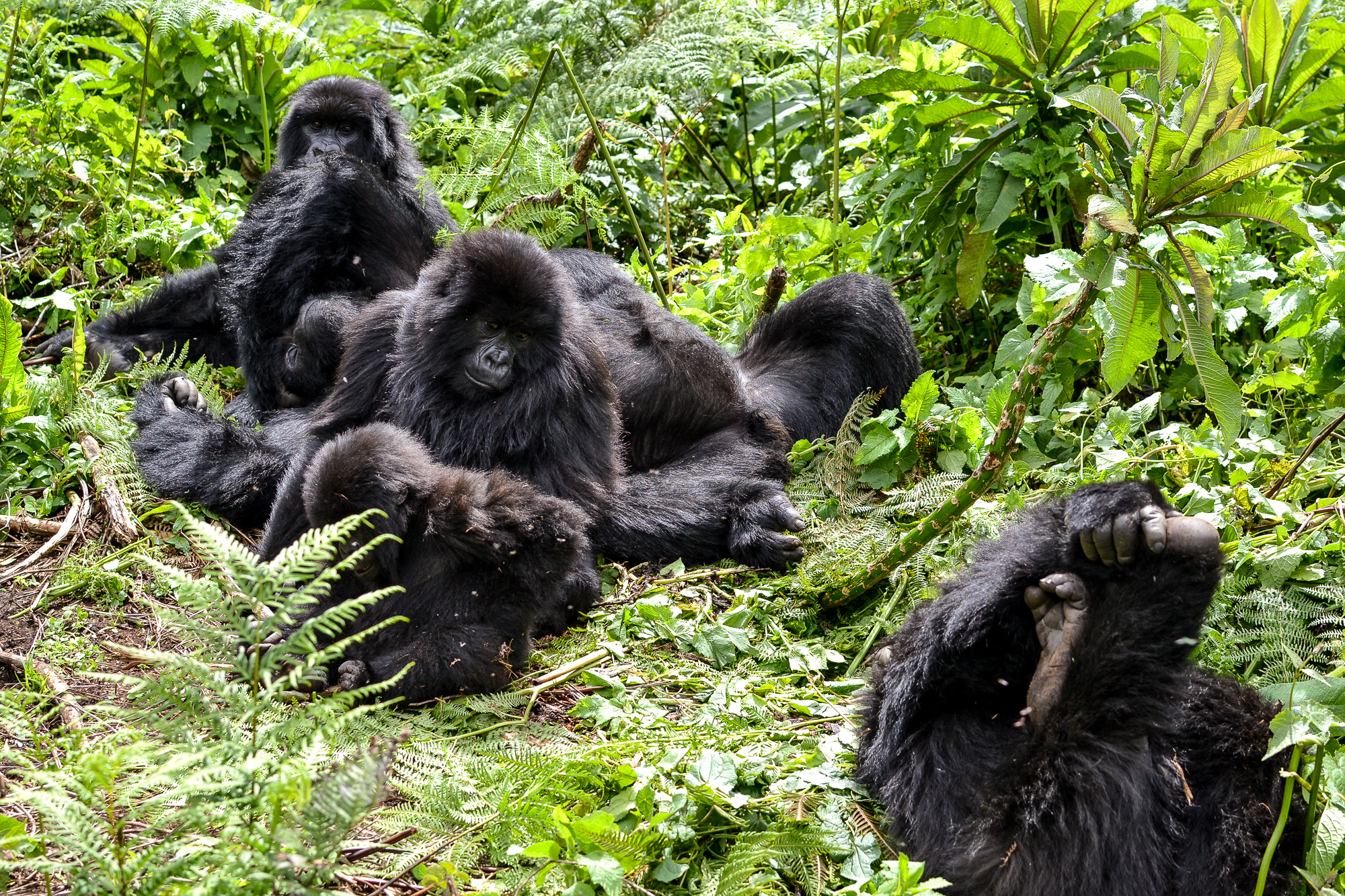 Gorilla Trekking in Volcanoes National Park, Rwanda