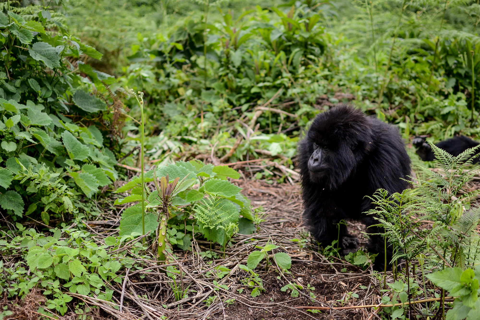 Gorilla Trekking in Volcanoes National Park, Rwanda