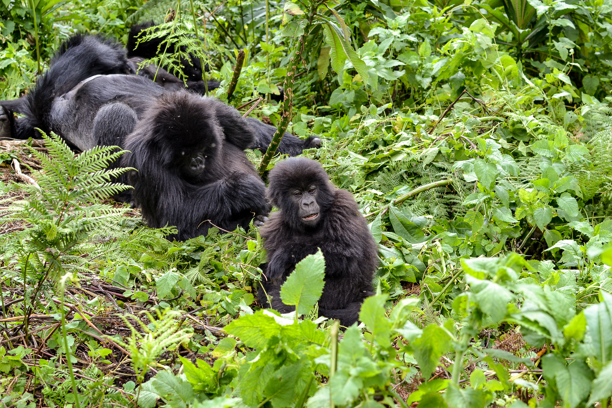 Gorilla Trekking in Volcanoes National Park, Rwanda