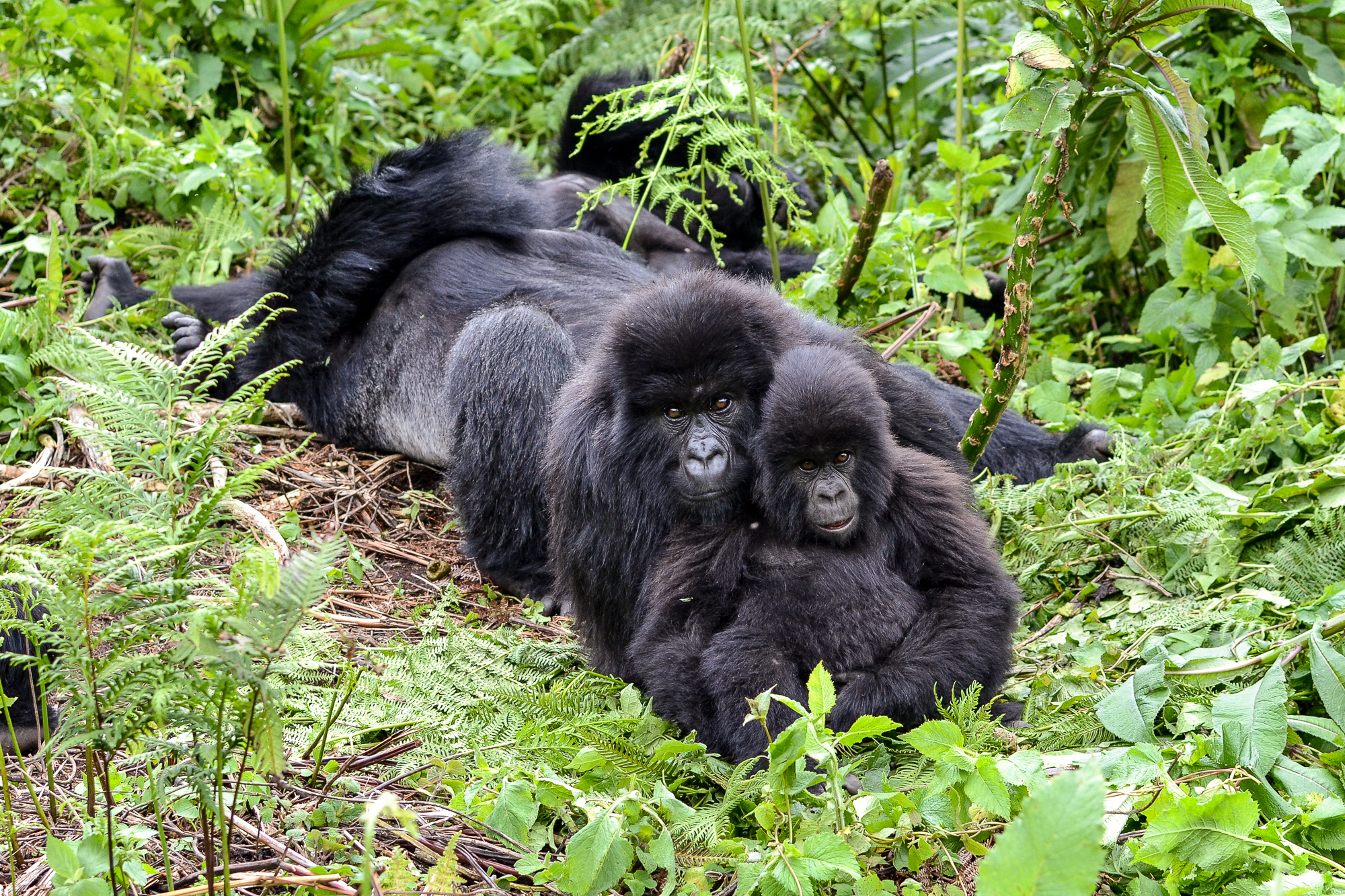 Gorilla Trekking in Volcanoes National Park, Rwanda