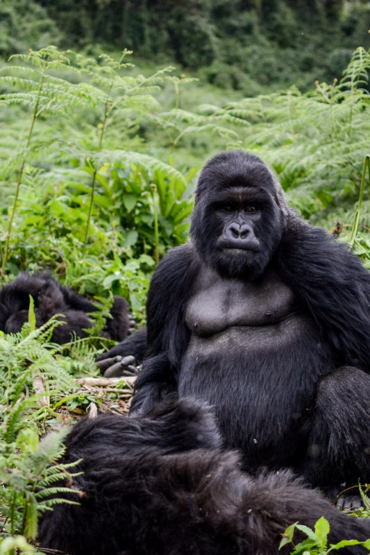 Gorilla Trekking in Volcanoes National Park, Rwanda