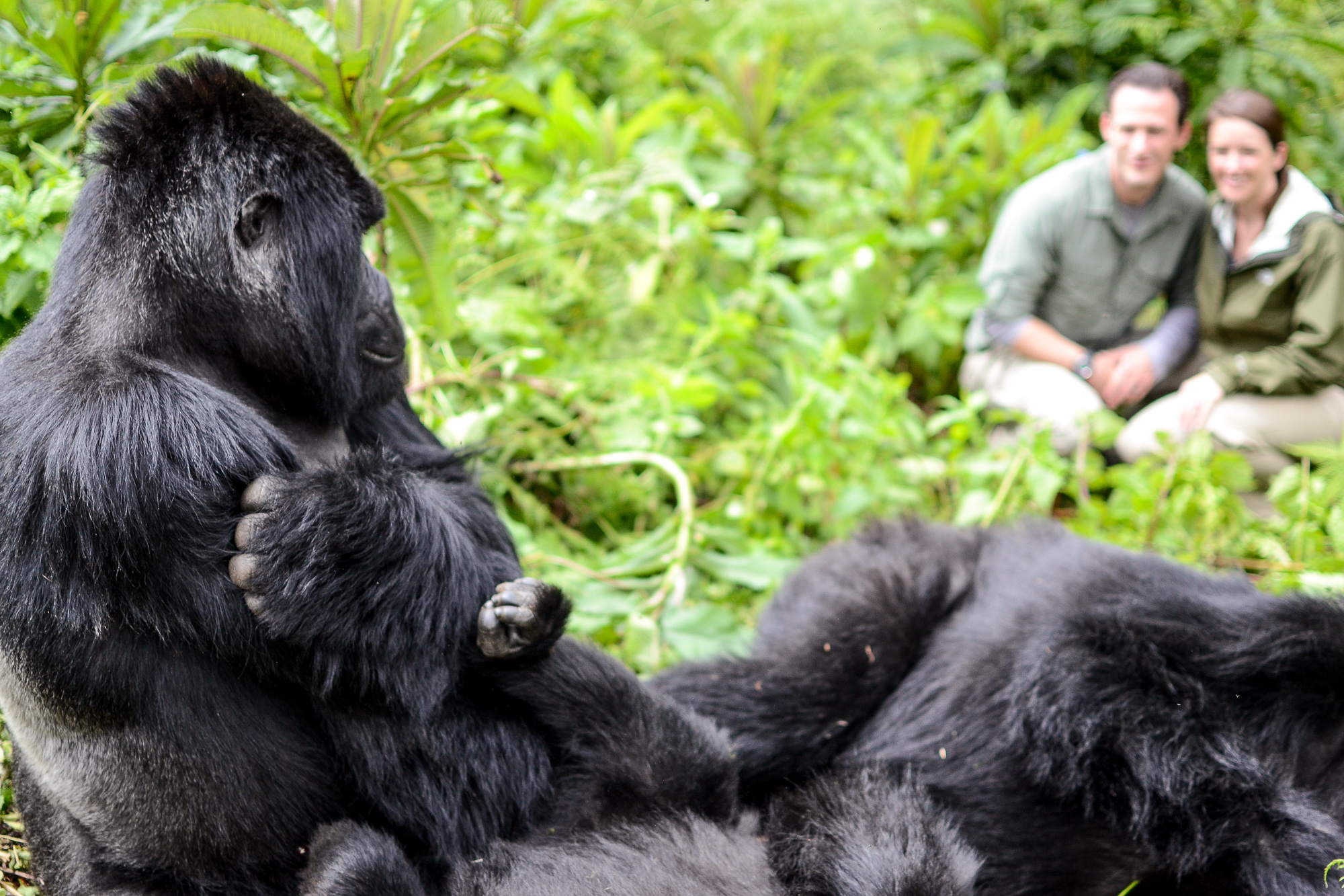 Gorilla Trekking in Volcanoes National Park, Rwanda