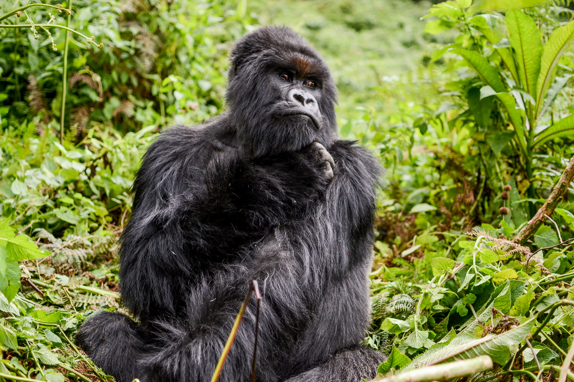 Gorilla Trekking in Volcanoes National Park, Rwanda